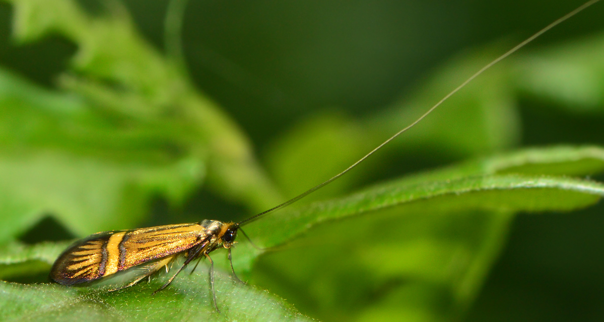 Nemophora degeerella - pompás tőrösmoly