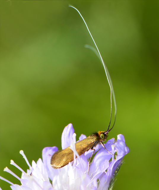 Nemophora metallica - fémszínű tőrösmoly