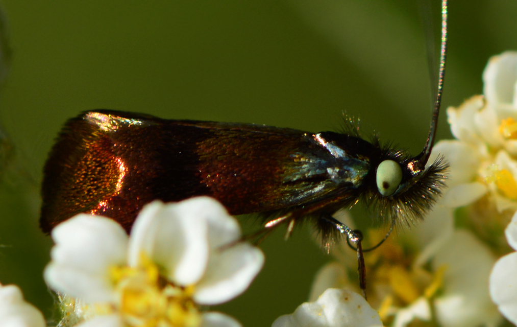 Nemophora