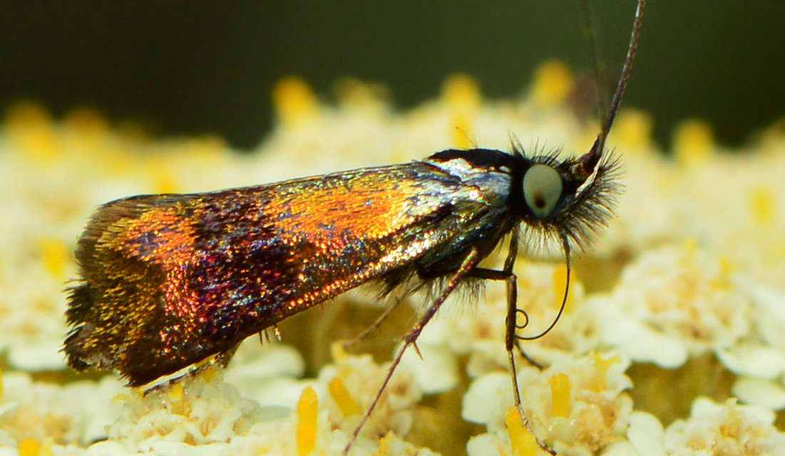 Nemophora