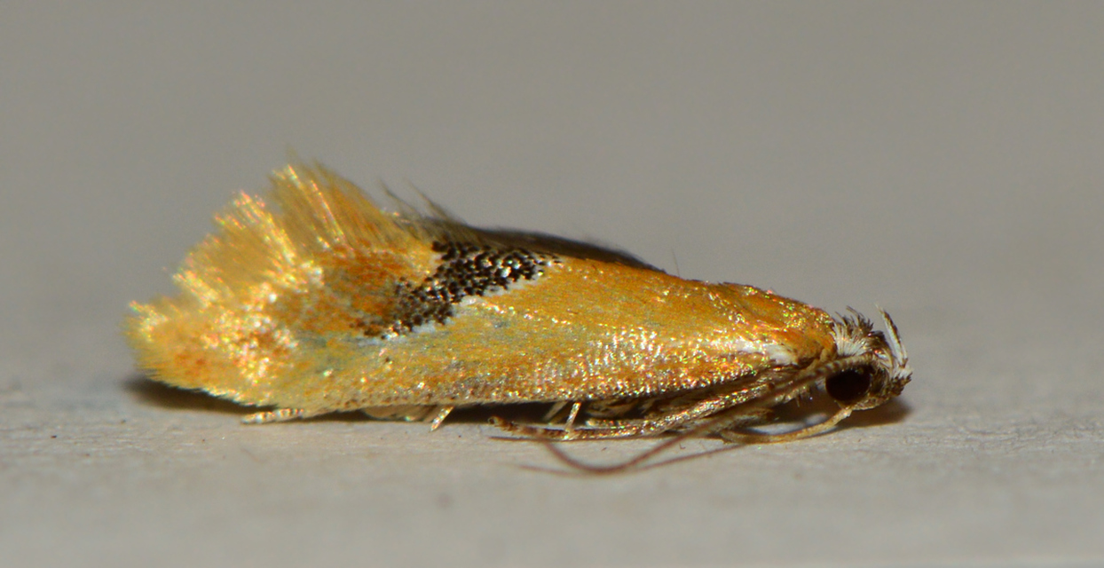Batia internella/lambdella