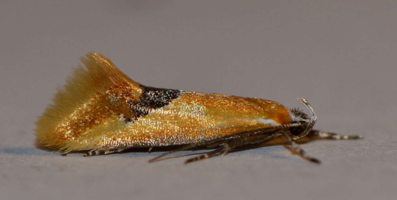 Batia internella/lambdella