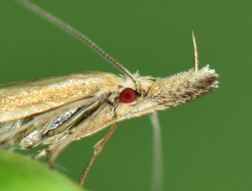 Pleurota pyropella - tüzes csíkosmoly