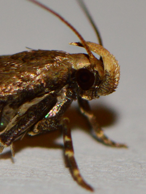 Pexicopia malvella - mályvalevél-sarlósmoly