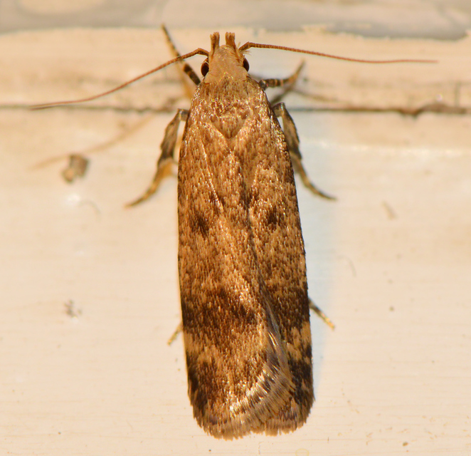 Pexicopia malvella - mályvalevél-sarlósmoly