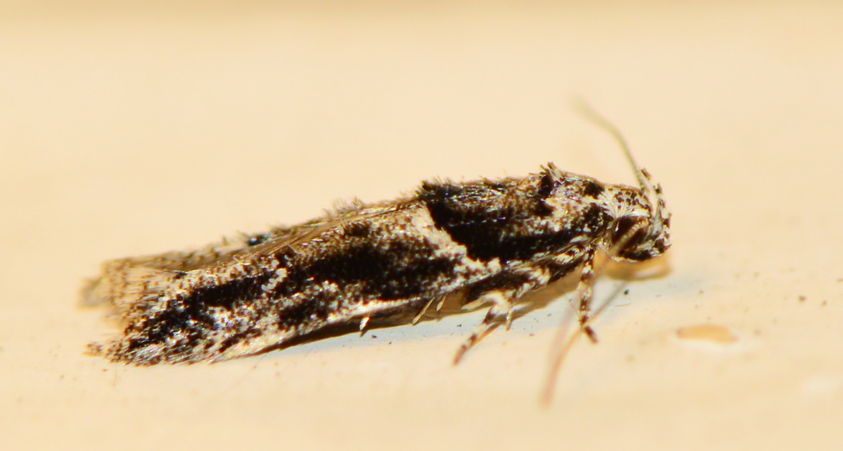 Recurvaria nanella - kis vörös-rügysodrómoly