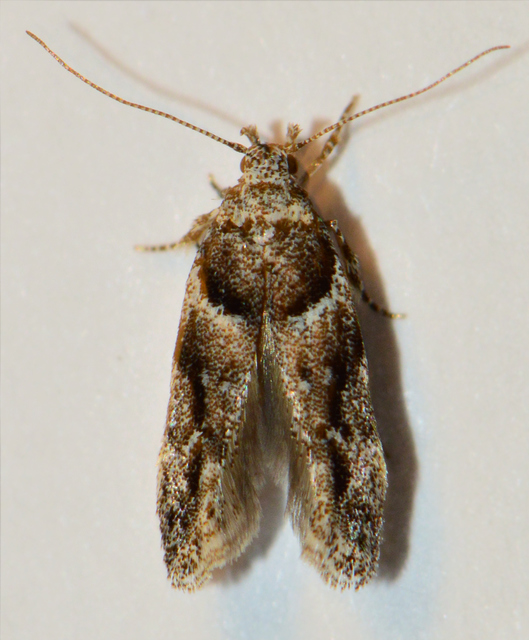 Recurvaria nanella - kis vörös-rügysodrómoly