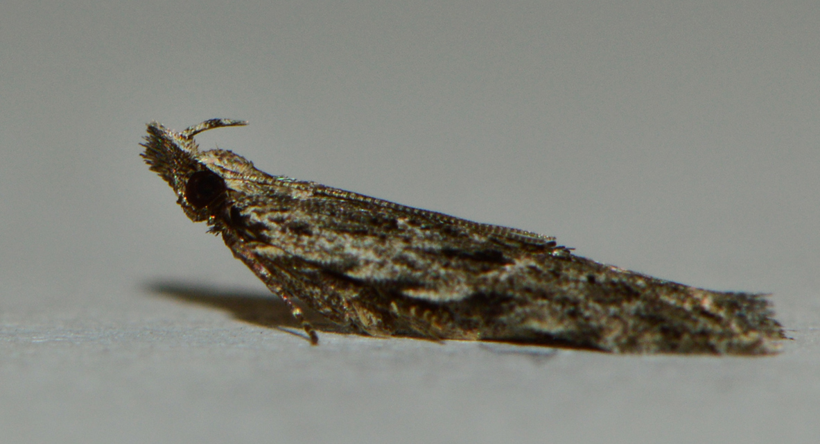Anarsia innoxiella - csíkos sarlósmoly