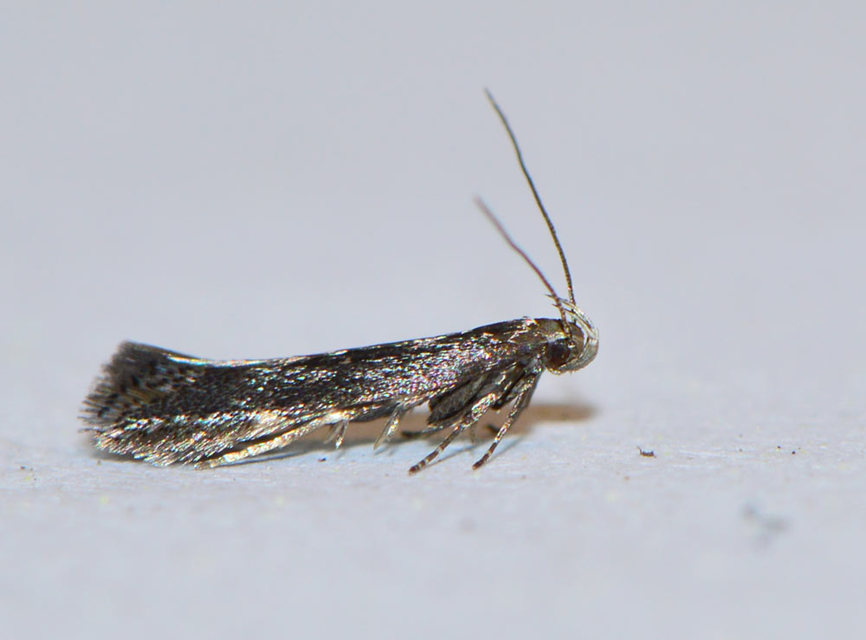 Gelechiidae - sarlósajkú-molylepkefélék