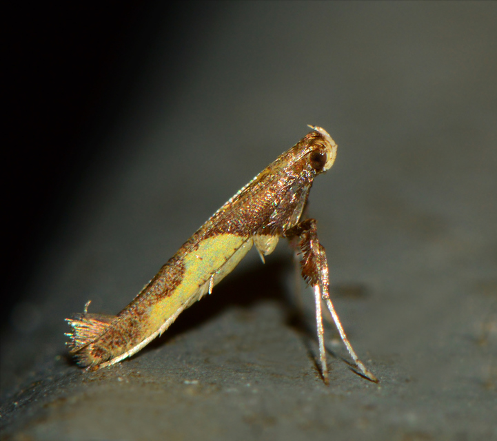 Caloptilia