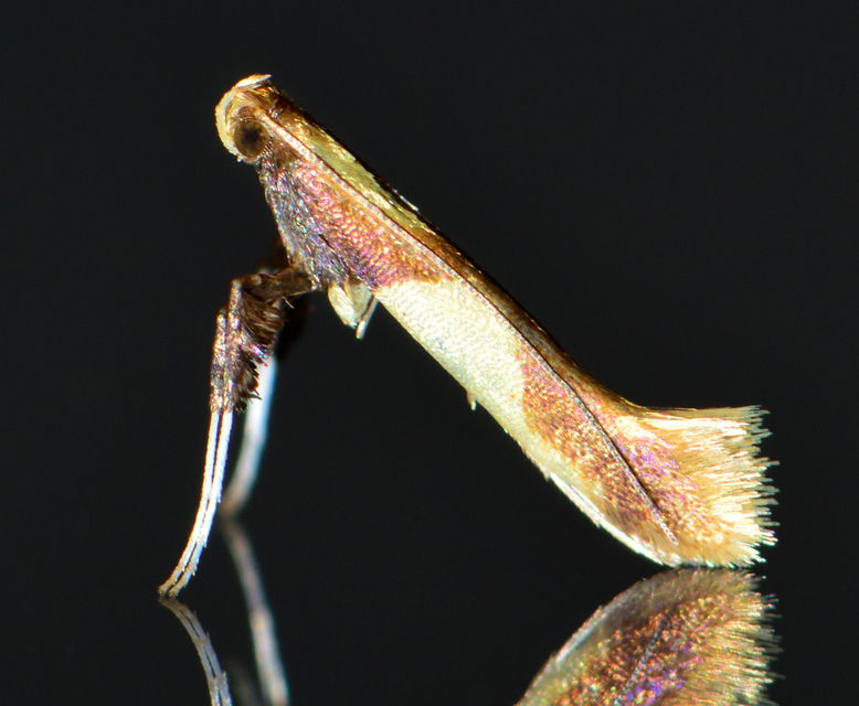 Caloptilia