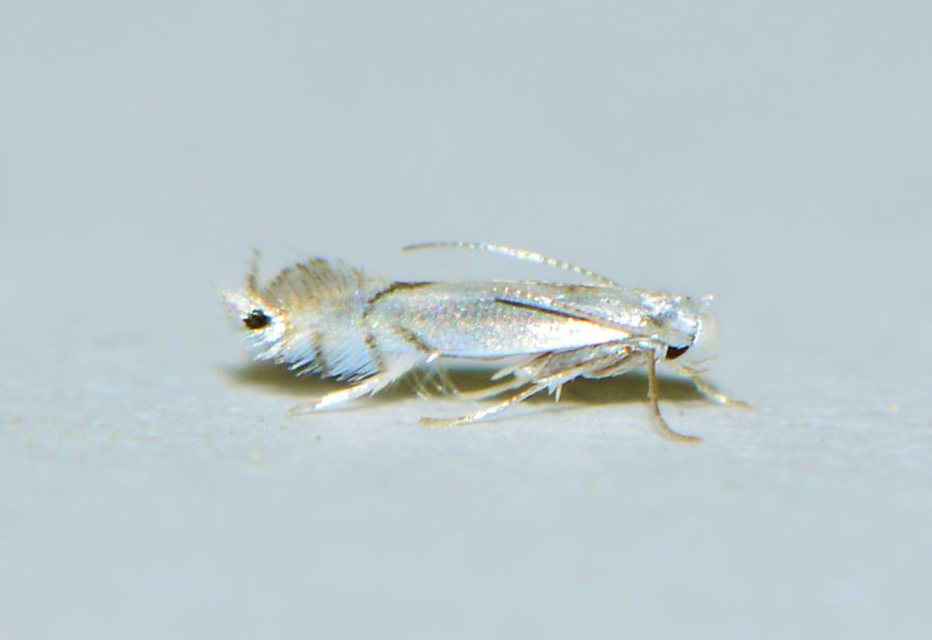Phyllocnistis