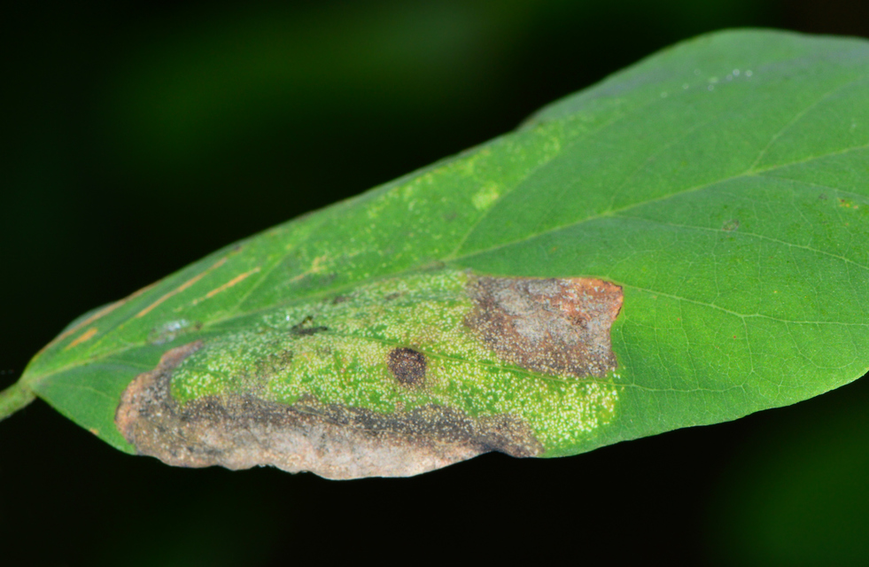 Macrosaccus robiniella - akáclevél-sátorosmoly