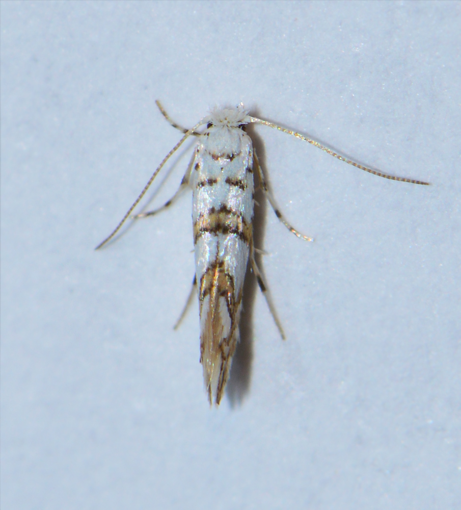 Phyllonorycter acerifoliella - juharaknázó sátorosmoly