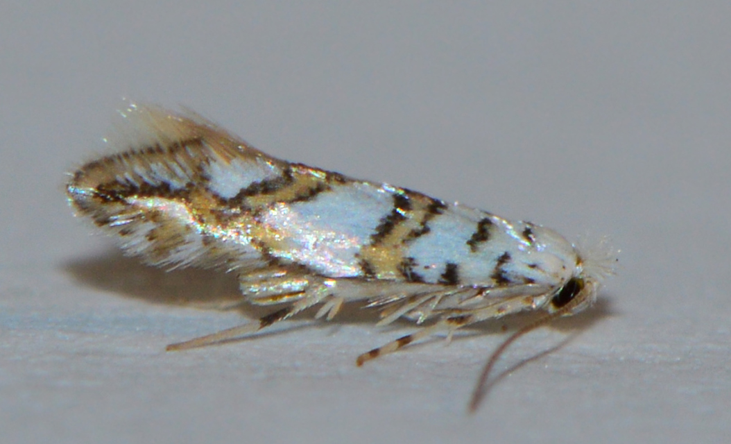 Phyllonorycter acerifoliella - juharaknázó sátorosmoly
