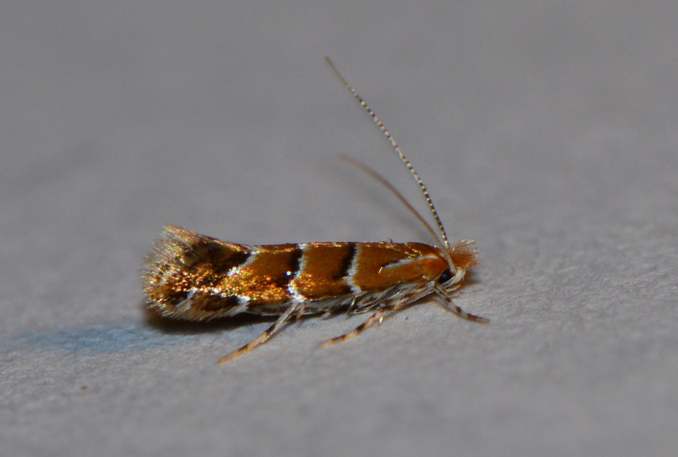 Cameraria ohridella - vadgesztenye-sátorosmoly