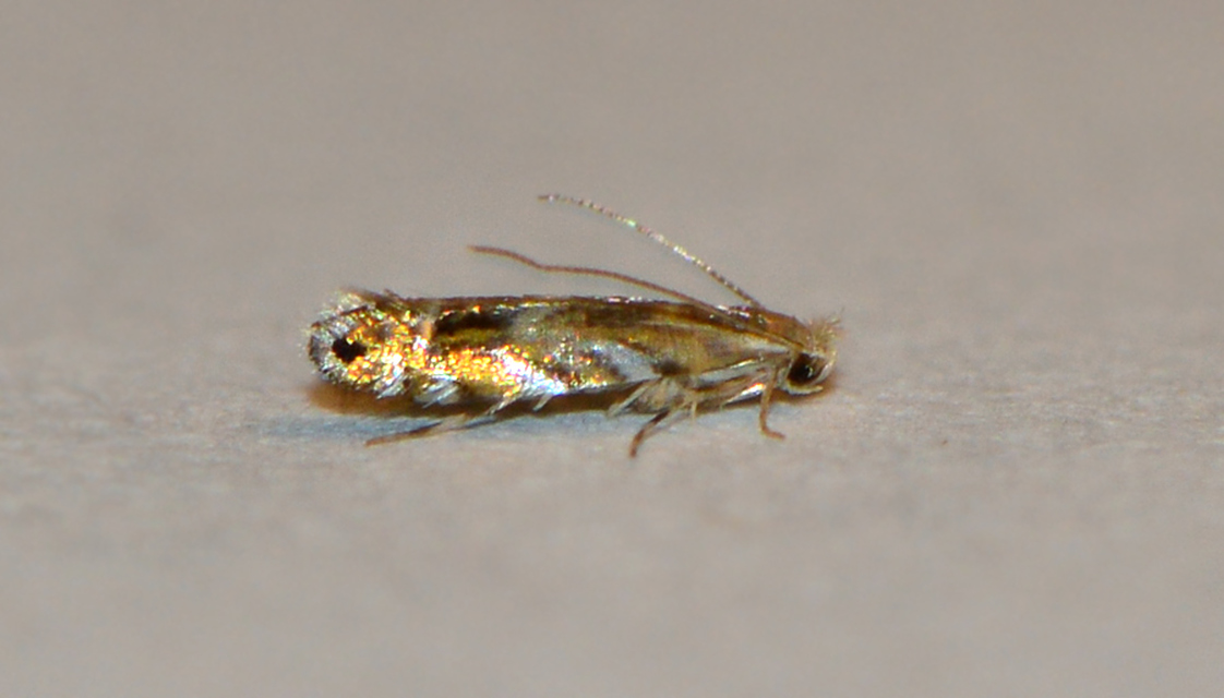 Macrosaccus robiniella - akáclevél-sátorosmoly
