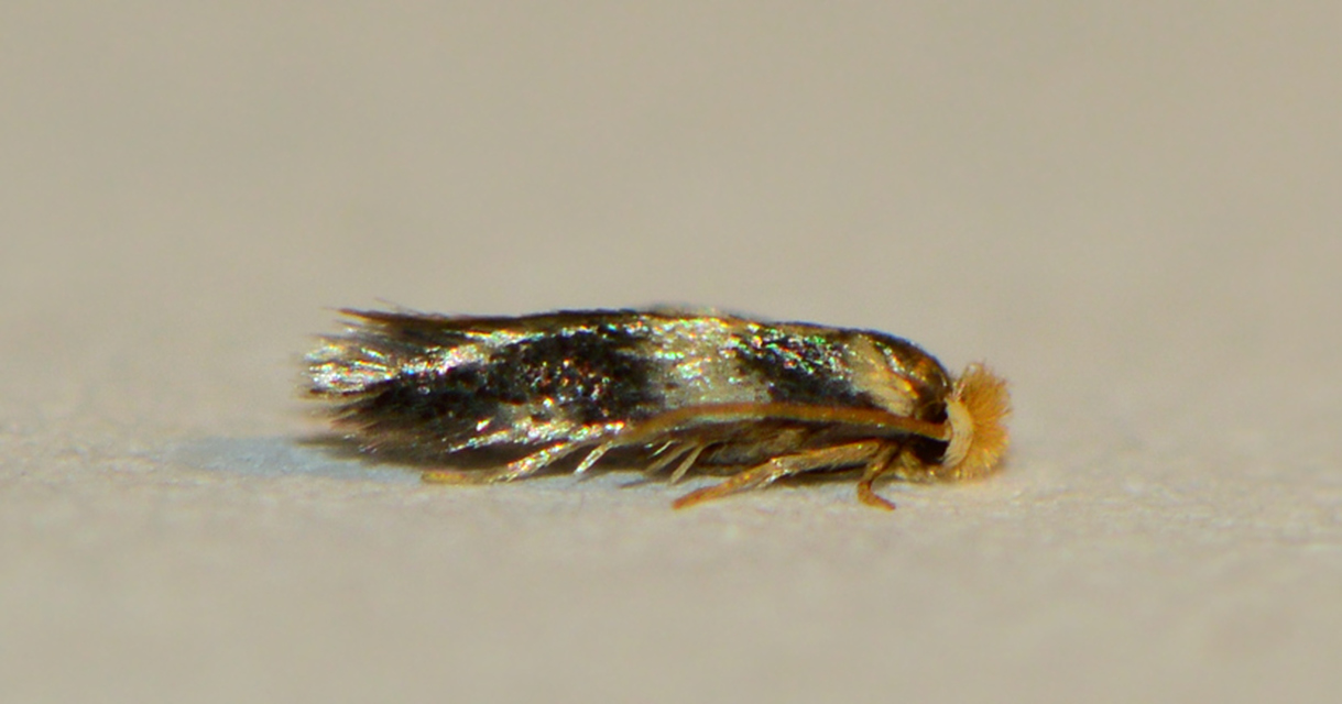 Ectoedemia