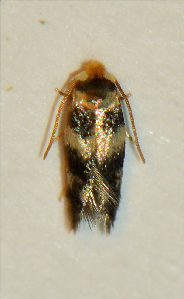 Ectoedemia