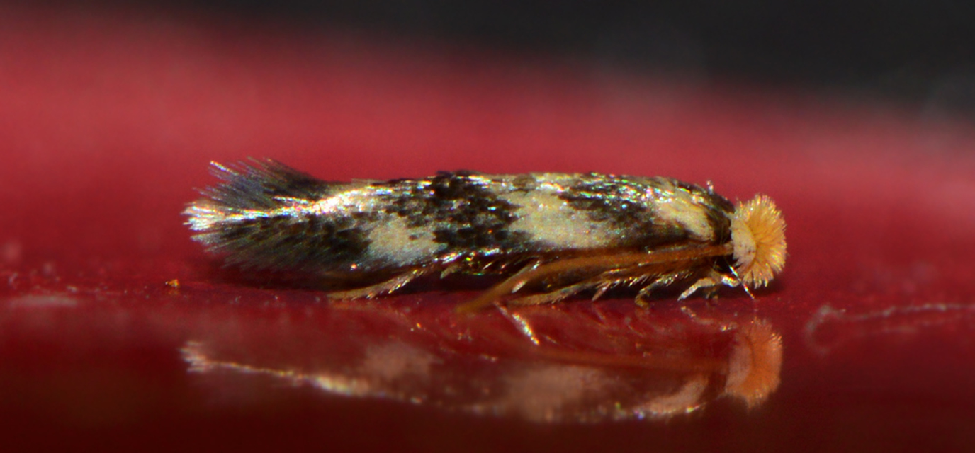 Ectoedemia