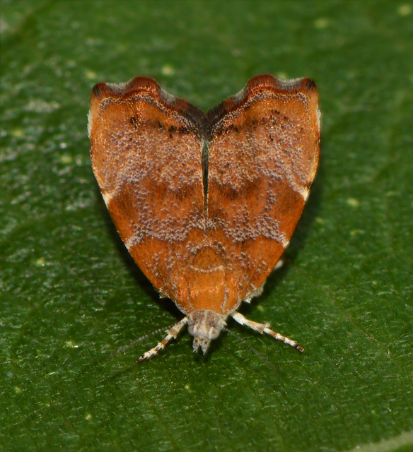 Choreutis nemorana - füge-levélmoly