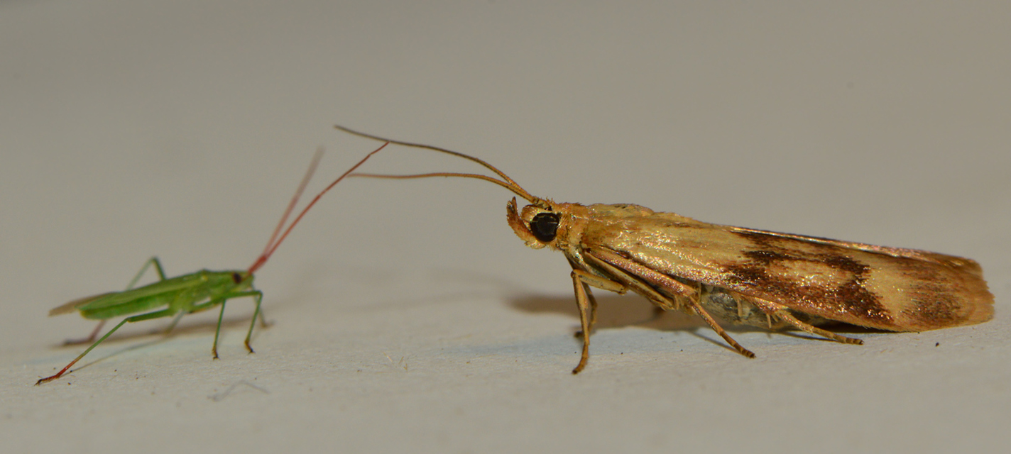 Homoeosoma sinuella - agyagsárga karcsúmoly