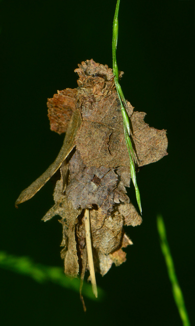 Canephora hirsuta - kormos zsákhordólepke