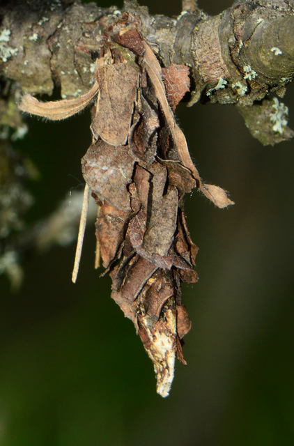 Canephora hirsuta - kormos zsákhordólepke