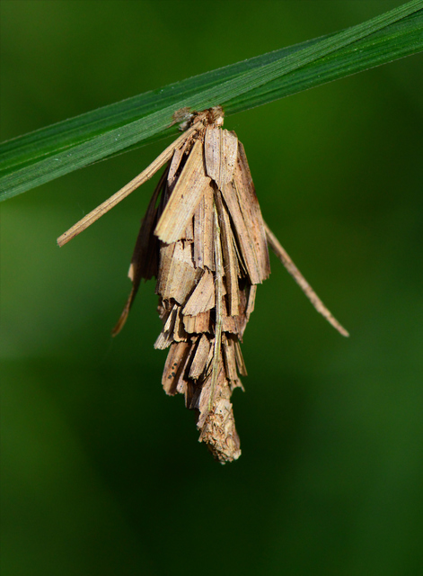 Canephora hirsuta - kormos zsákhordólepke