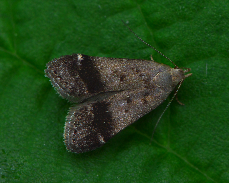 Anacampsis obscurella - feketesávos sarlósmoly