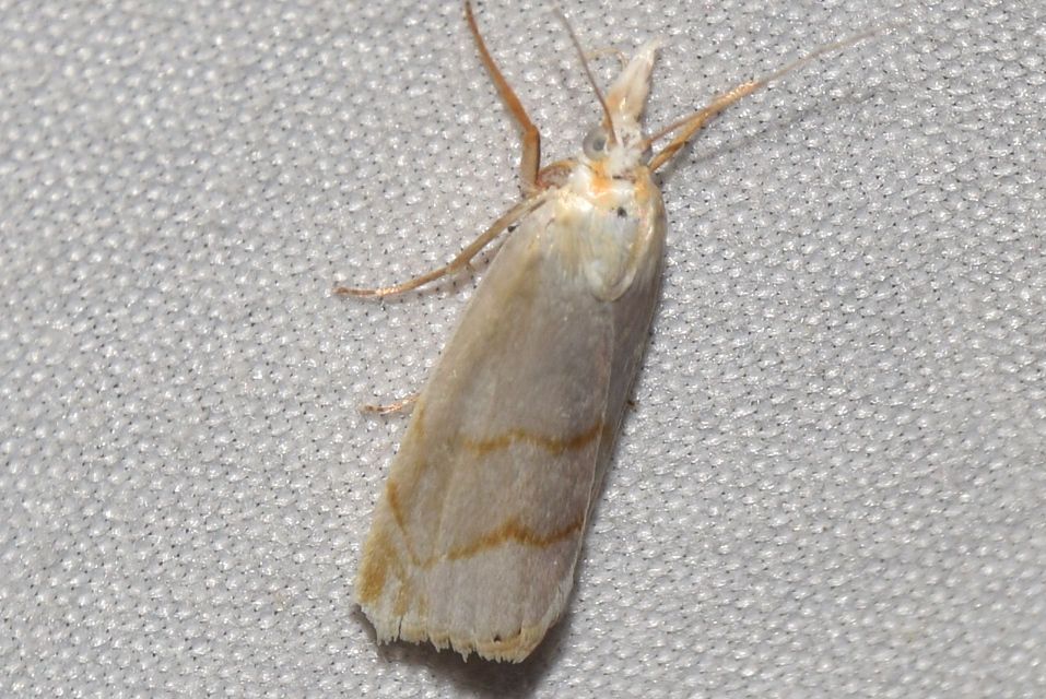 Calamotropha aureliellus - aranyszínű nádlevélmoly