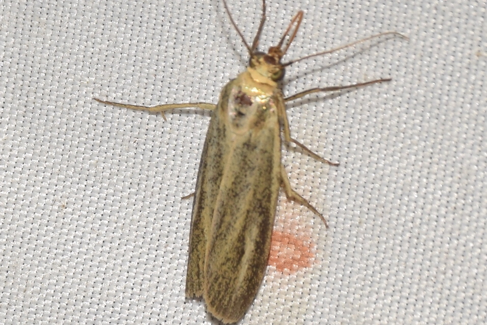 Selagia argyrella - ezüstös karcsúmoly