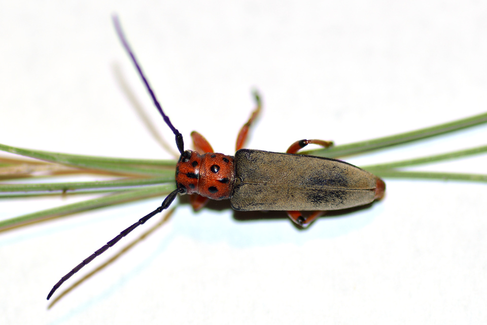 Phytoecia argus - árgusszemű cincér