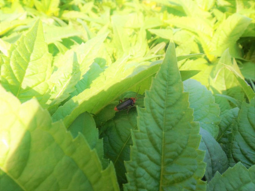 Cantharis