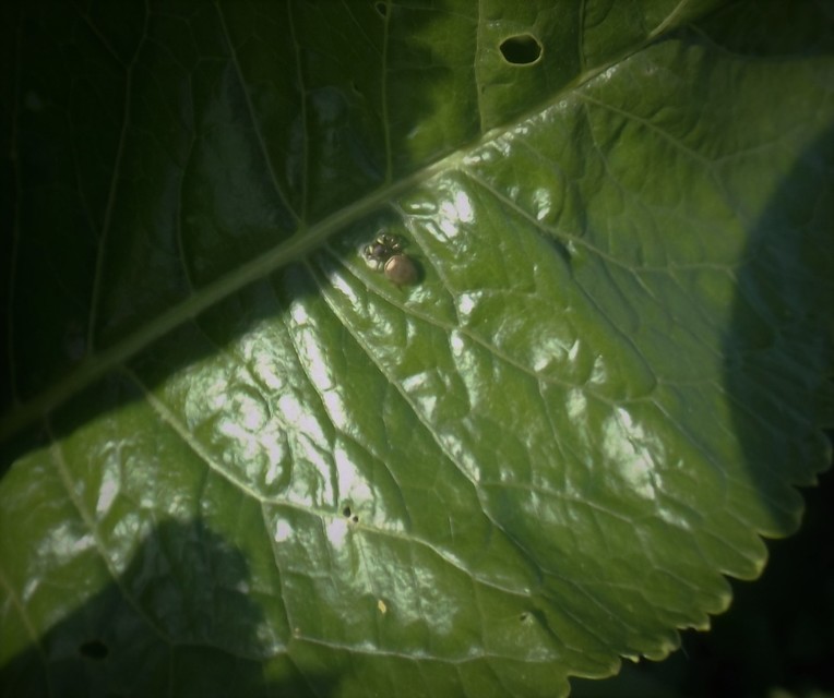 Heliophanus