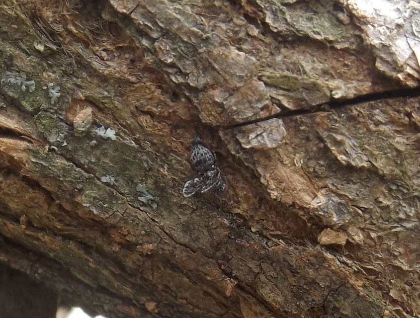 Callopistromyia annulipes - pávalégy