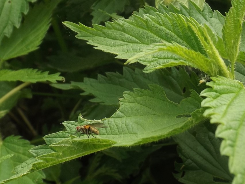 Muscidae - igazi legyek