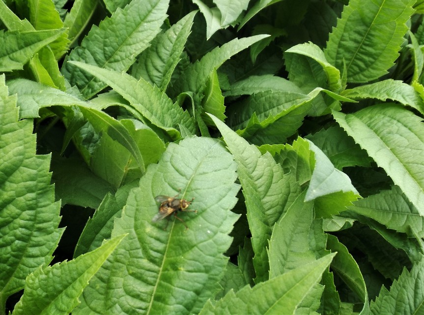 Tachininae