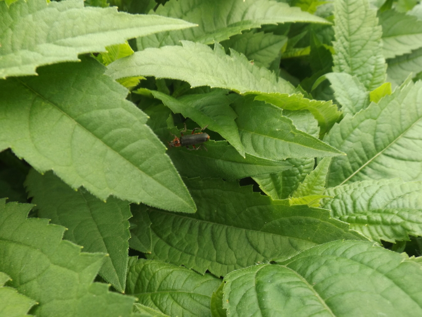 Cantharis rustica - suszterbogár