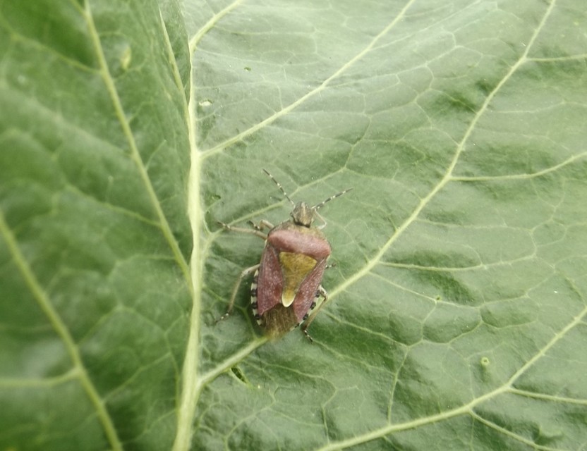 Dolycoris baccarum - közönséges bogyómászó-poloska Dolycoris baccarum - közönséges bogyómászó-poloska