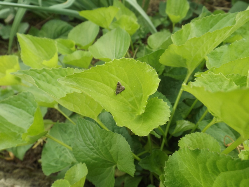 Heliothela wulfeniana - fényes kormosmoly
