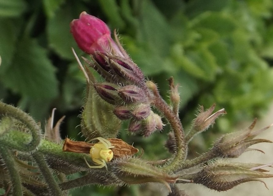 Ebrechtella tricuspidata - alakoskodó karolópók