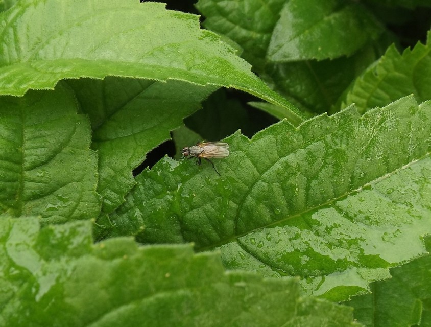 Anthomyiidae - viráglegyek