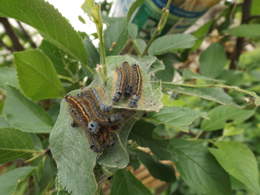 Malacosoma neustria - gyűrűsszövő