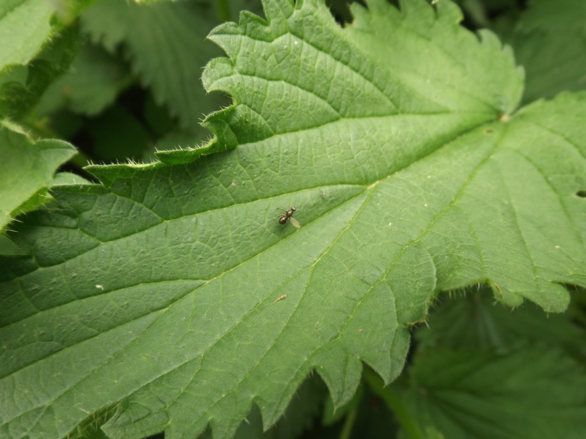 Sepsidae - billegetőlégyfélék