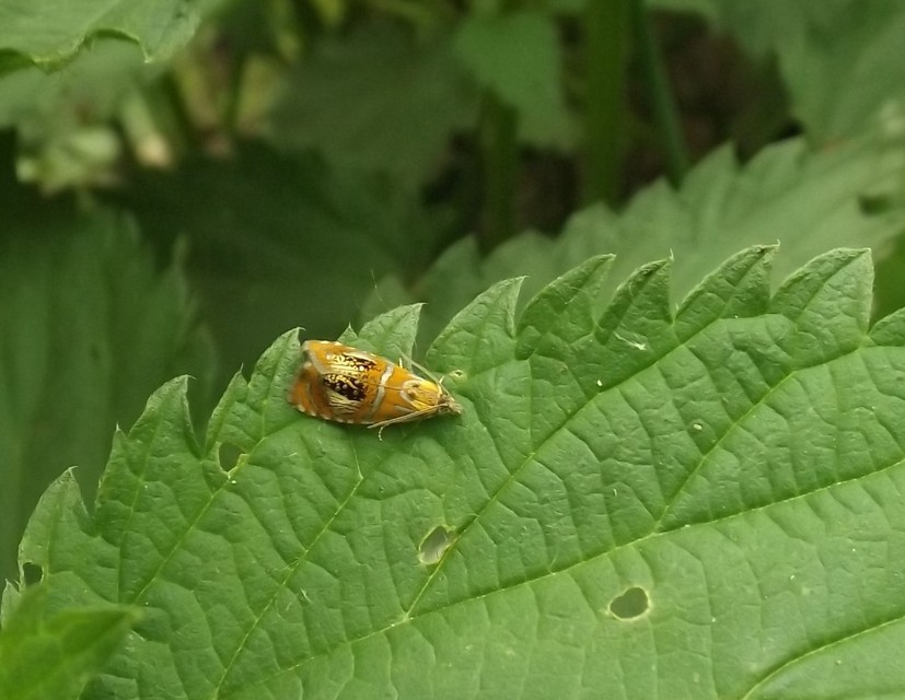 Olethreutes arcuella - avarevő tükrösmoly