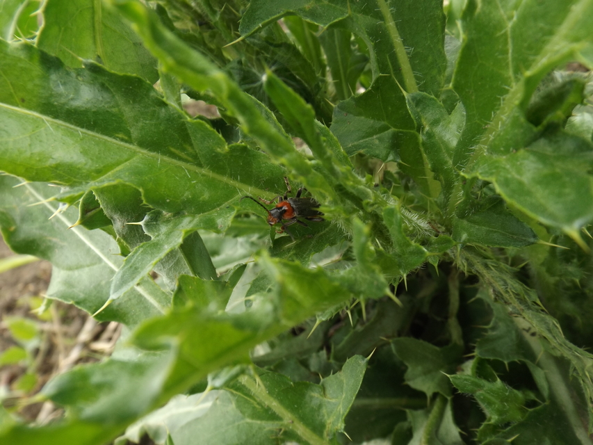 Cantharis fusca - közönséges lágybogár