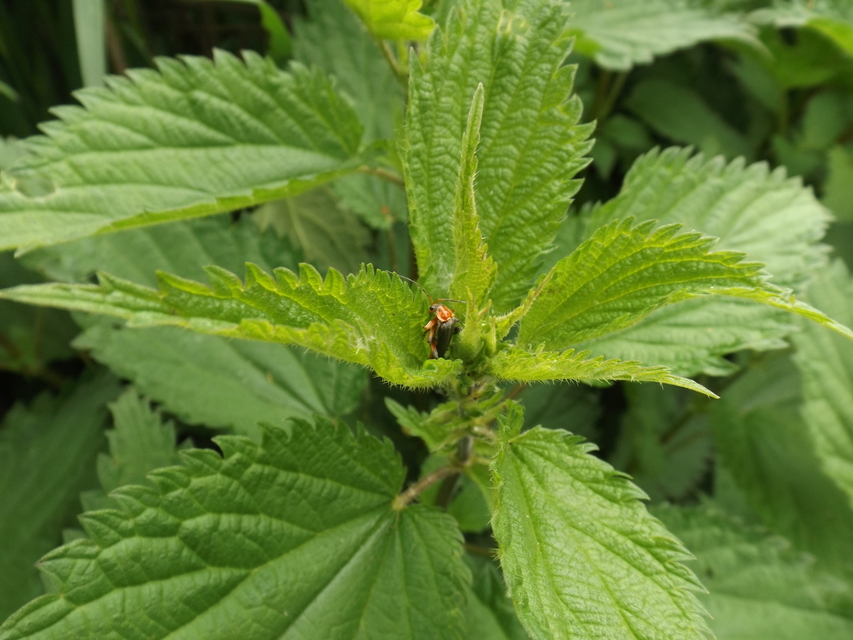Cantharis