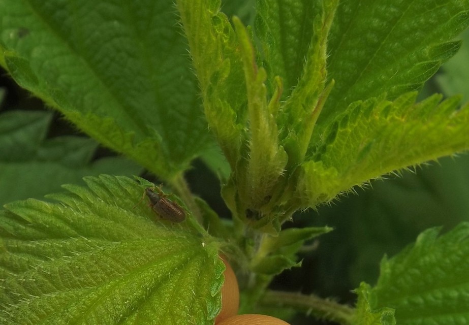 Phyllobius oblongus - közönséges levélormányos
