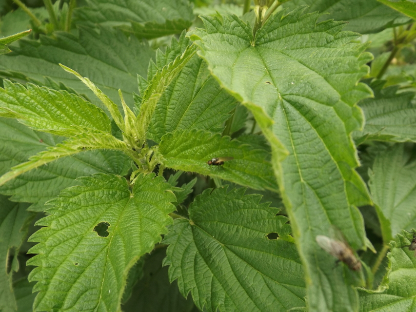 Lauxaniidae - pudvalegyek